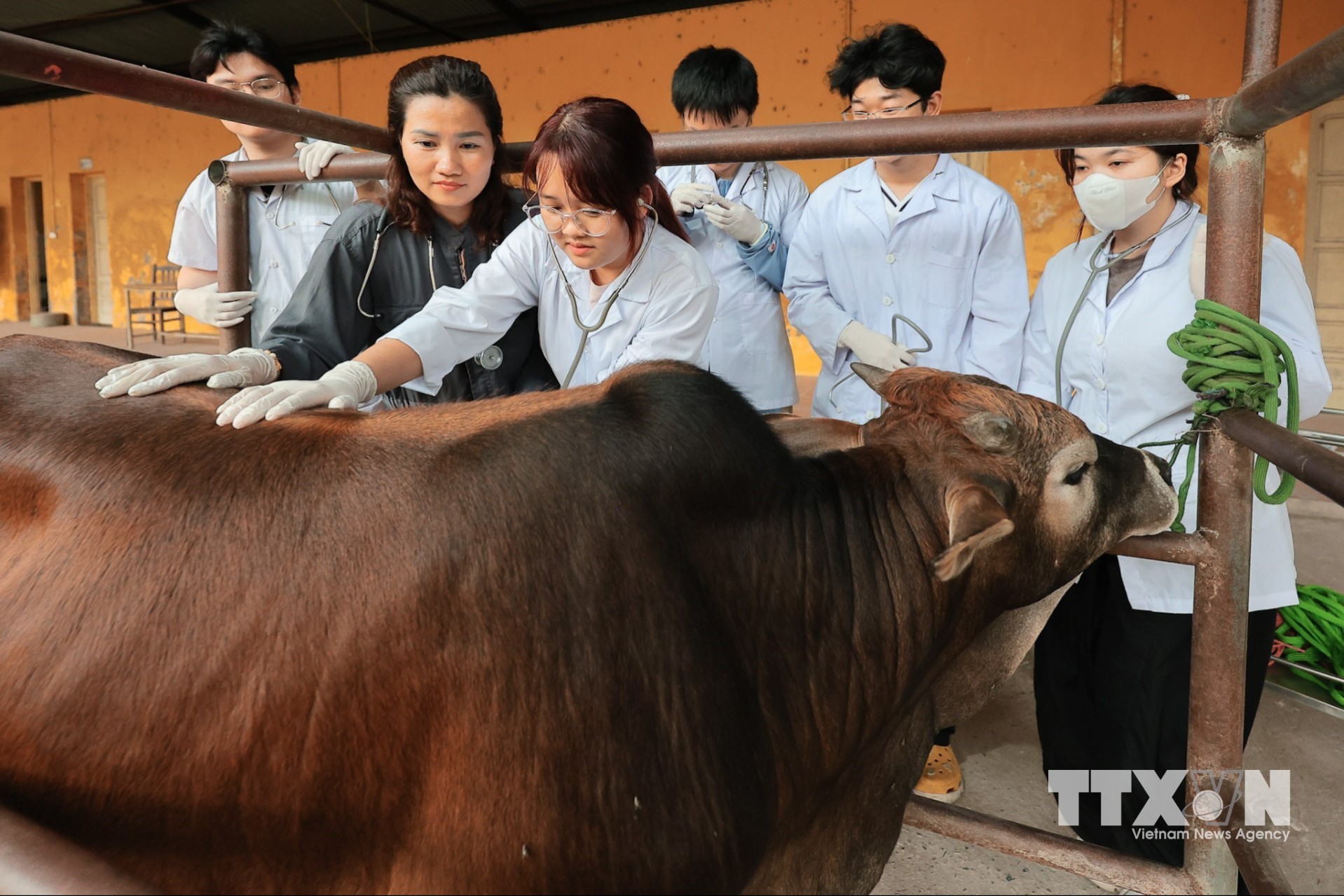 Giờ thực hành lâm sàng, Giảng viên Khoa Thú y hướng dẫn sinh viên kỹ năng thăm khám thực địa trên đại gia súc. (Ảnh: Lê Đông/TTXVN)